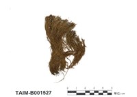 藏品(對葉苔)的圖片